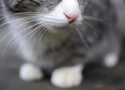 开云体育平台APP-数据与绝杀的交响，哈登统治级表现背后，黄蜂压哨击败上海队的启示