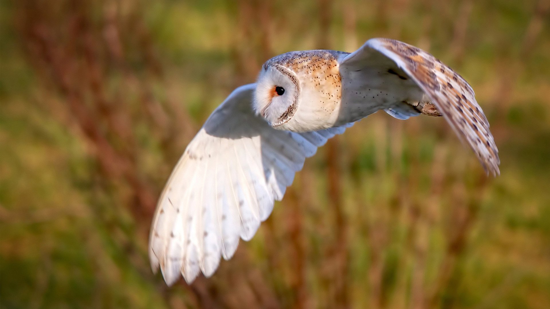 伊布压哨神兵天降，罗马绝境逆转安哥拉