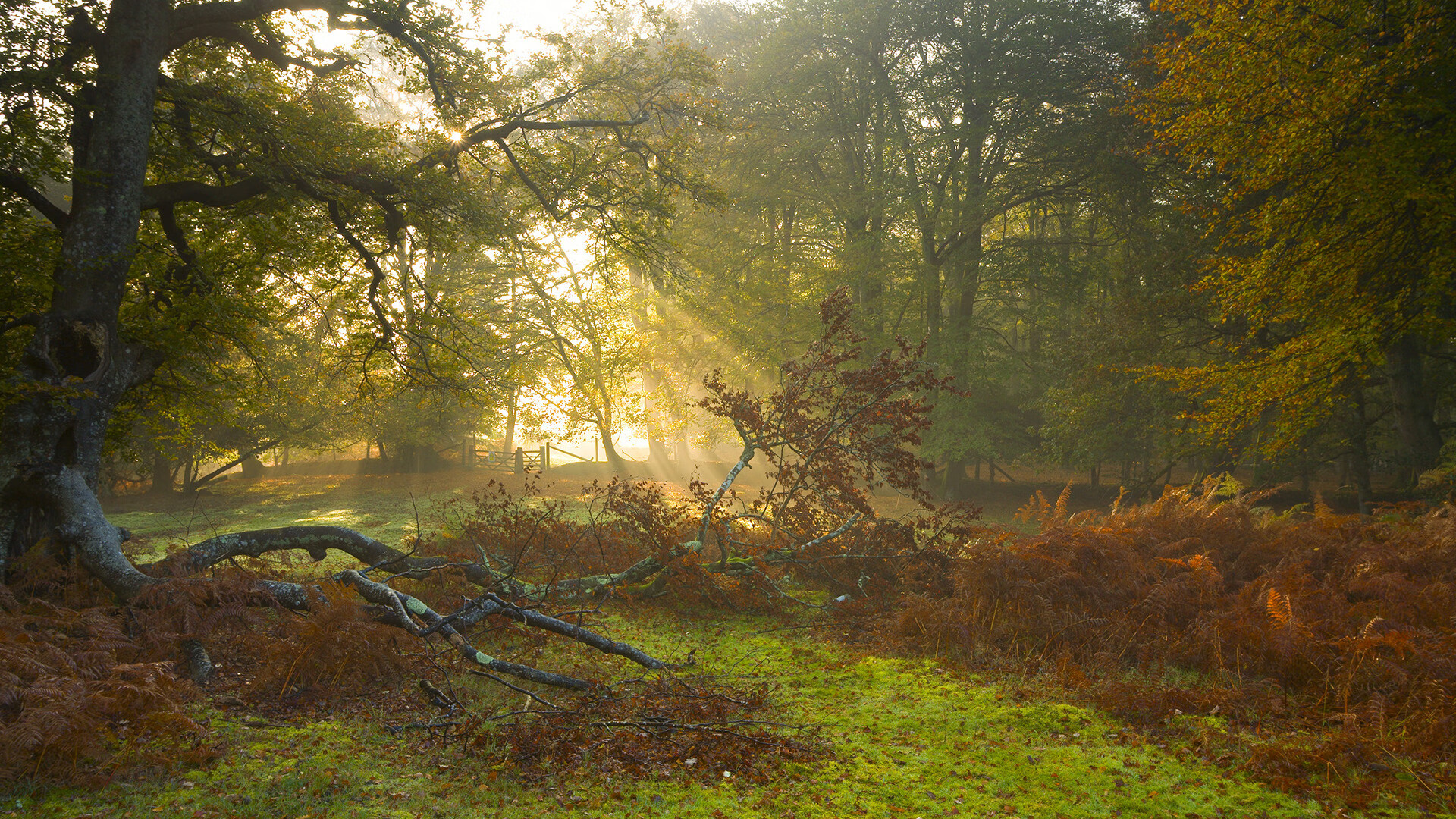 艺术之城的钢铁防线，佛罗伦萨式防守锁死土耳其，卡瓦哈尔刀锋出鞘定乾坤